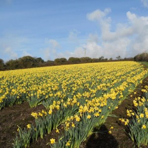 daffodil field - Boscrowan Farm - Family Friendly Award Winning Self Catering Holiday Cottages