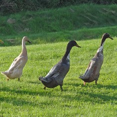 Our Animals - Ducks - Boscrowan Farm Family Friendly Award Winning Self Catering Holiday Cottages