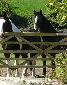 Horses - Our Animals - Boscrowan Farm Family Friendly Award Winning Self Catering Holiday Cottages
