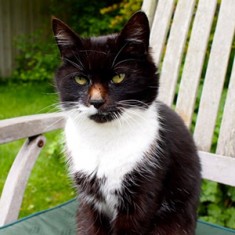 Our Animals - Molly the Cat - Boscrowan Farm Family Friendly Award Winning Self Catering Holiday Cottages