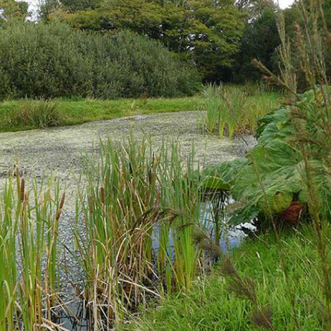 The Wildlife Pond at Boscrowan Farm - Family Friendly Award Winning Self Catering Holiday Cottages