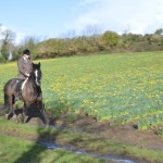 Huckleberry in the daffodils