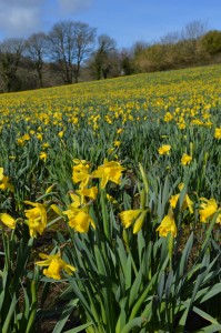 golden fields of daffodils