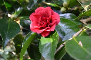camellia grand slam