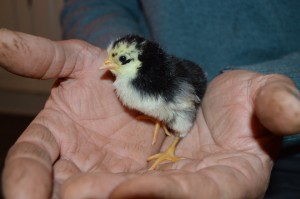 chick in hand