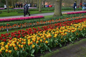 beds of tulips