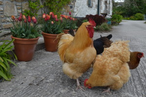 chickens and tulips 1