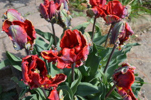 rococo tulips