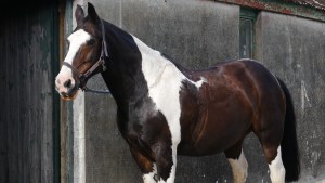 A Cornish Horse - Boscrowan Farm Self Catering Holiday Cottages