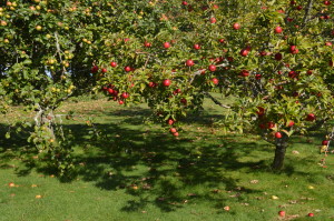 Boscrowan apple harvest