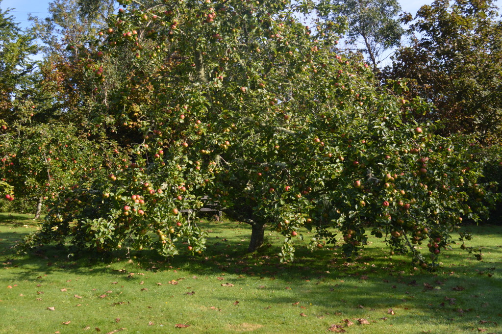 Boscrowan orchard