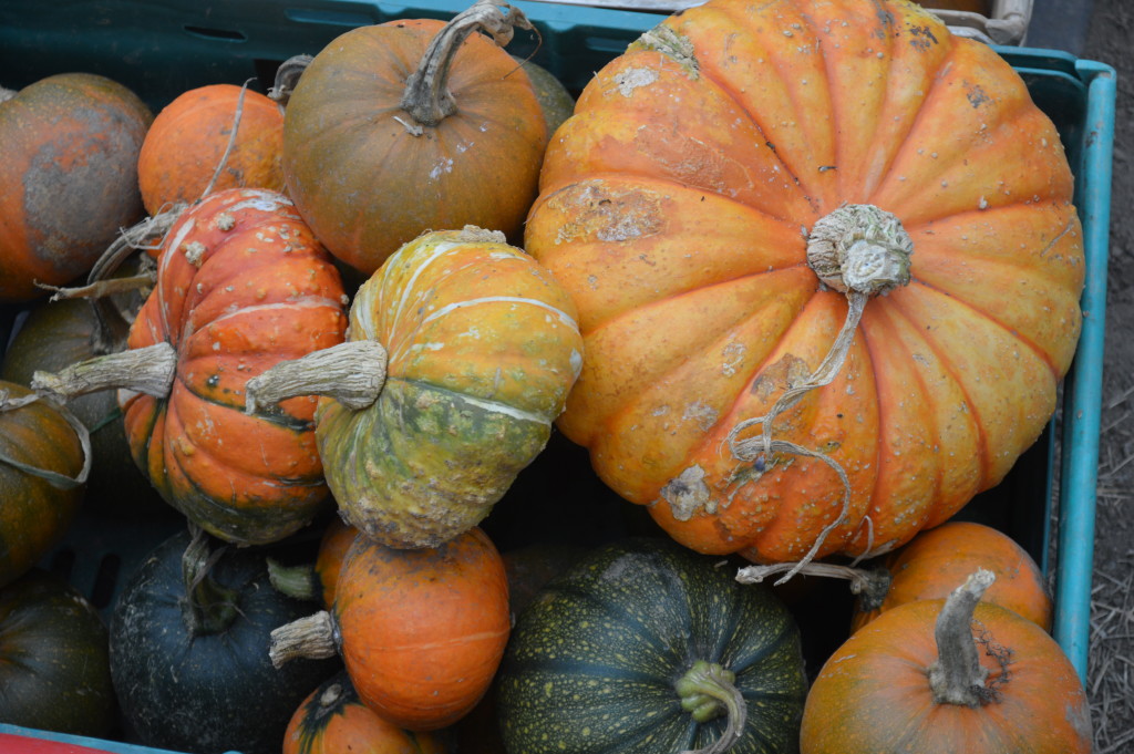 pumkins and gourds