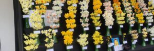 Falmouth Spring Flower Show
