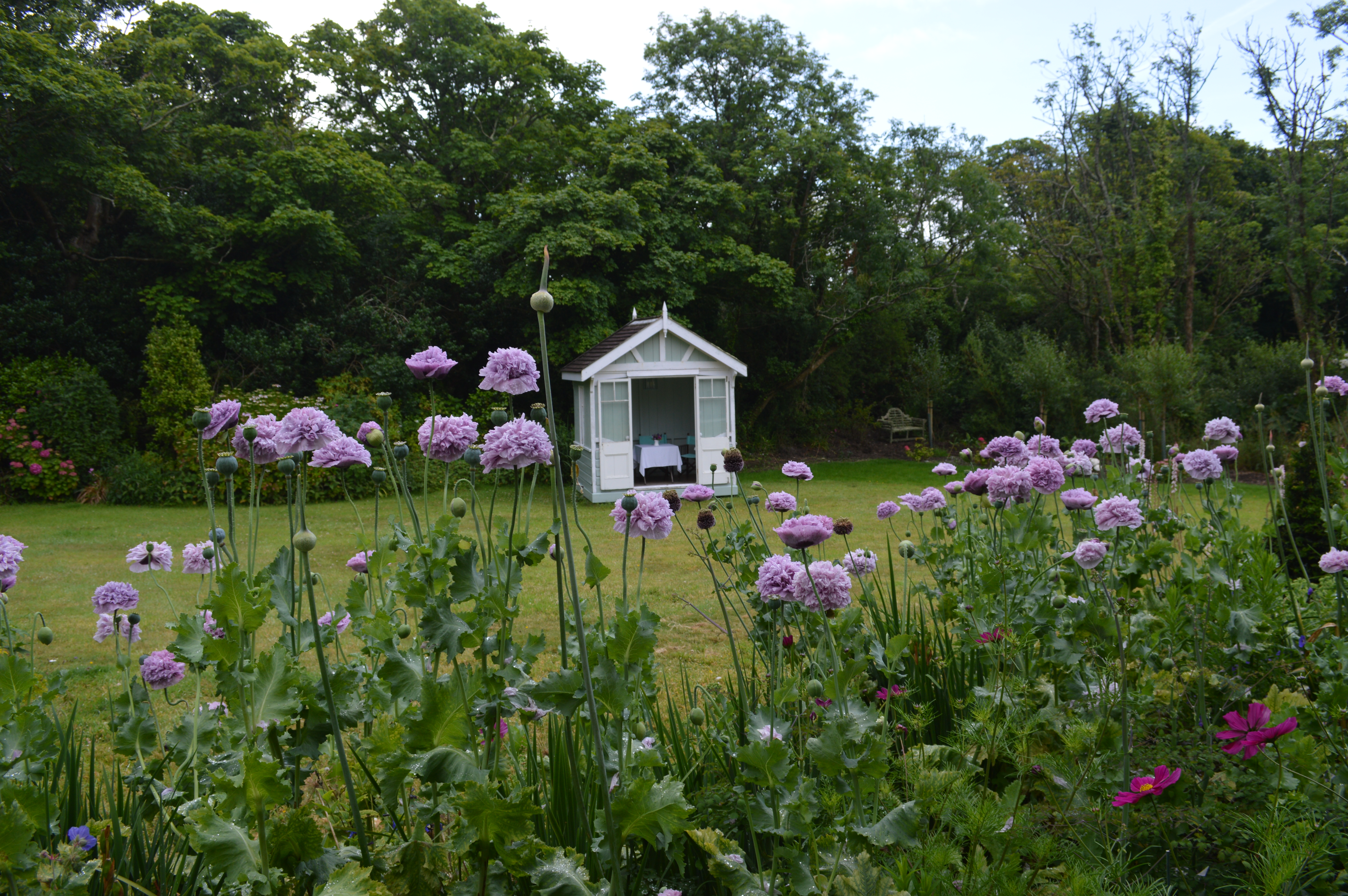 Summerhouse and poppies