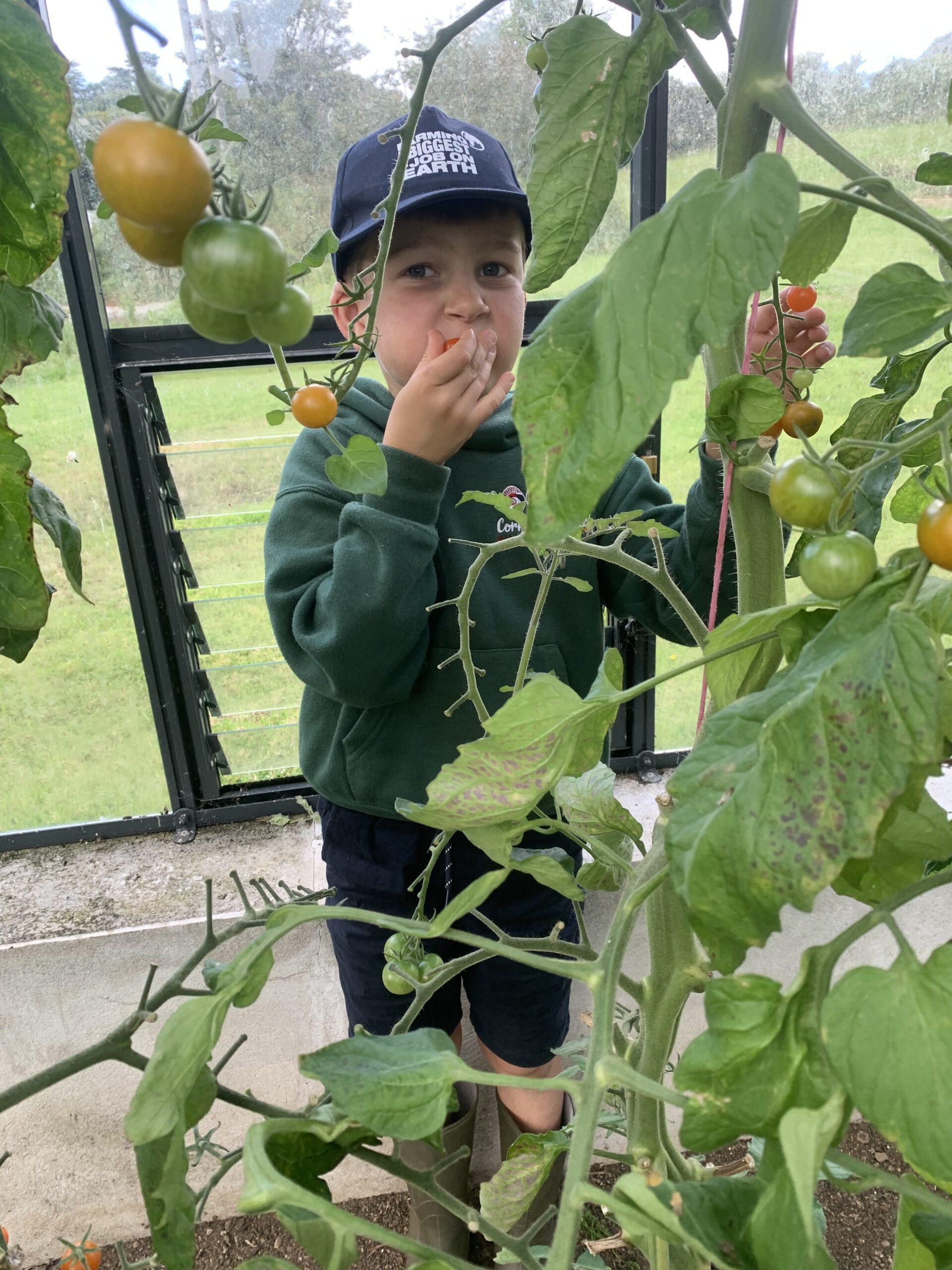 Tomato picking